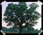 Conneticut State Tree - White Oak