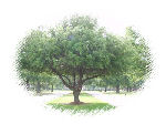 Georgia State Tree - Live Oak