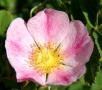 North Dakota State Flower - Wild Prarie Rose