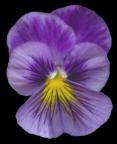Rhode Island State Flower - Violet