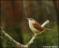 South Carolina State Bird - Wren