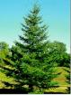 South Dakota State Tree - Black Hills Spruce