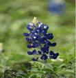 Texas State Flower - Blue Bonnett