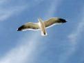 Utah State Bird - Seagull
