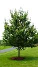 West Virginia State Tree - Sugar Maple