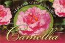 Alabama State Flower - Camellia