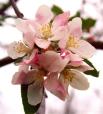Arkansas State Flower - Apple Blossom