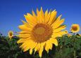 Kansas State Flower - Sunflower Helianthus Annuus