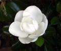 Louisiana State Flower - Magnolia