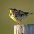 Nebraska State Bird - Western Meadowlark