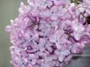 New Hampshire State Flower - Purple Lilac