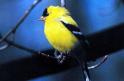 New Jersey State Bird - Eastern Goldfinch