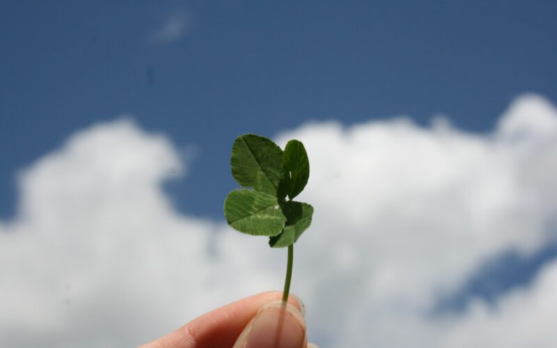 person holding green leaf during daytime